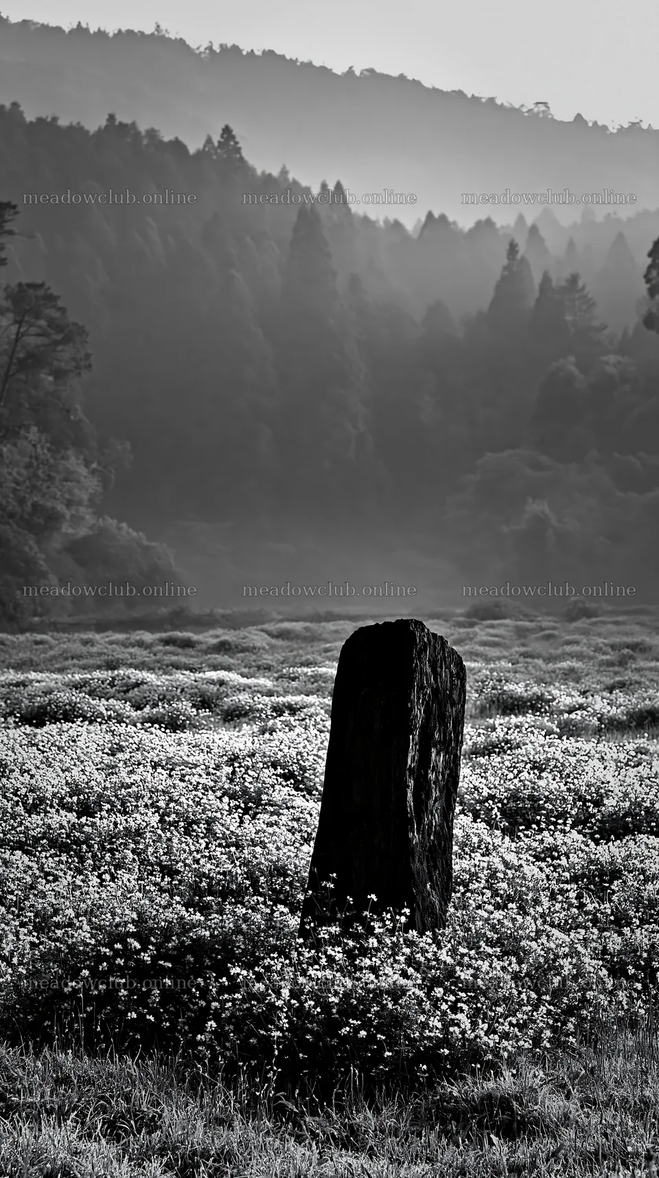 Kyoto spring wildflower meadow stone foreground – meadow photos 5938x10608
