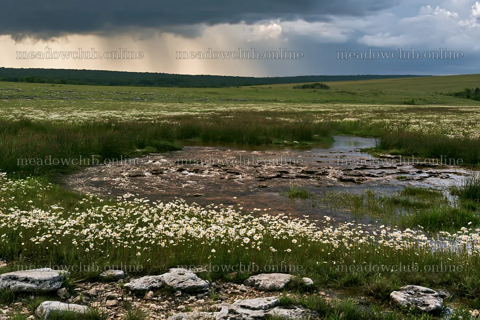 High contrast winding stream in a meadow with flowers – meadow photos 9722x6480