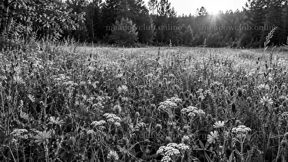 Monochrome Forest Clearing in Rim Light – meadow photos 10324x5812