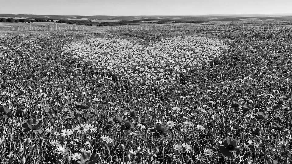 Heart-Shaped Wildflower Meadow in Monochrome – meadow photos 10324x5812