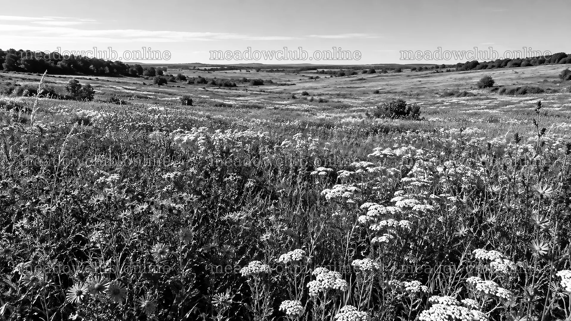 Wildflowers Across a Rolling Meadow – meadow photos 10324x5812