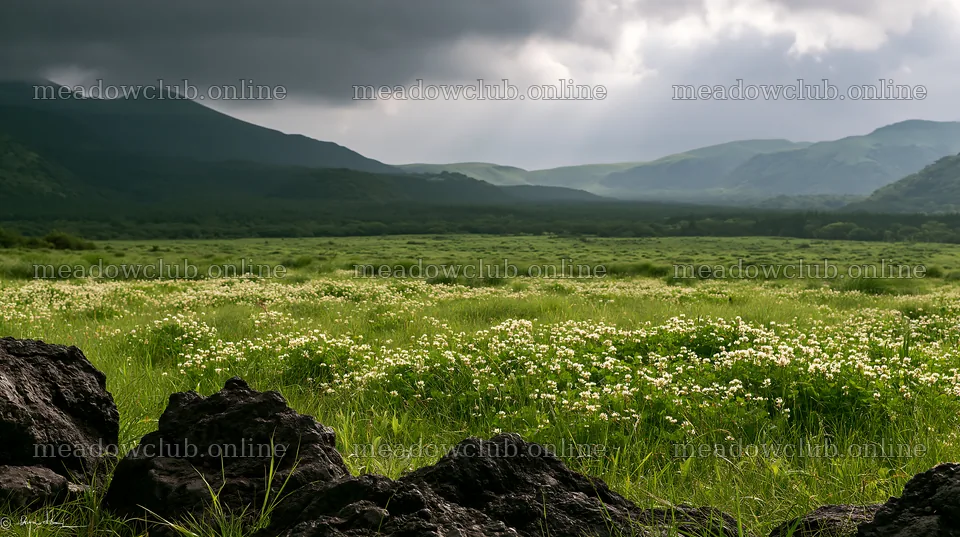 Kumamoto volcanic meadow dark rock foreground with hills – meadow photos 10608x5938