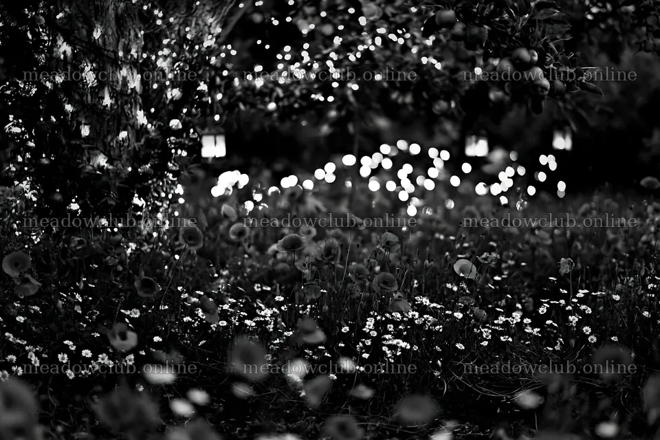 Christmas apple tree meadow with lanterns in black and white – meadow photos 9722x6480
