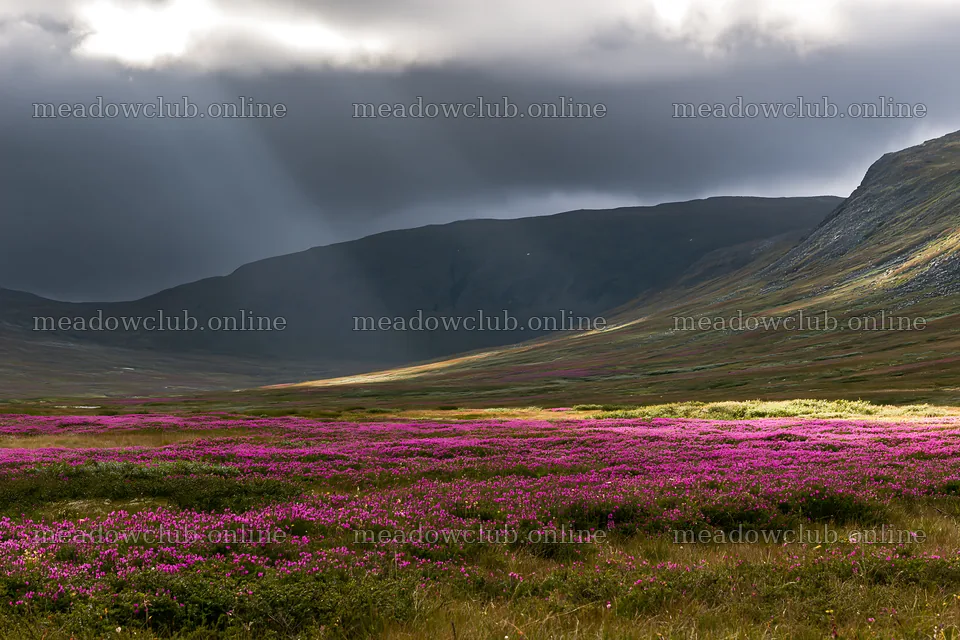 Sunbeams over Jotunheimen valley meadow filled with flowers – meadow photos 9722x6480