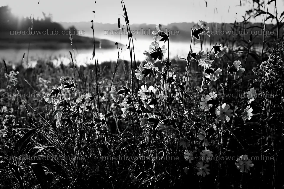 Sunlit lakeside meadow with wildflowers and tall grass – meadow photos 9722x6480