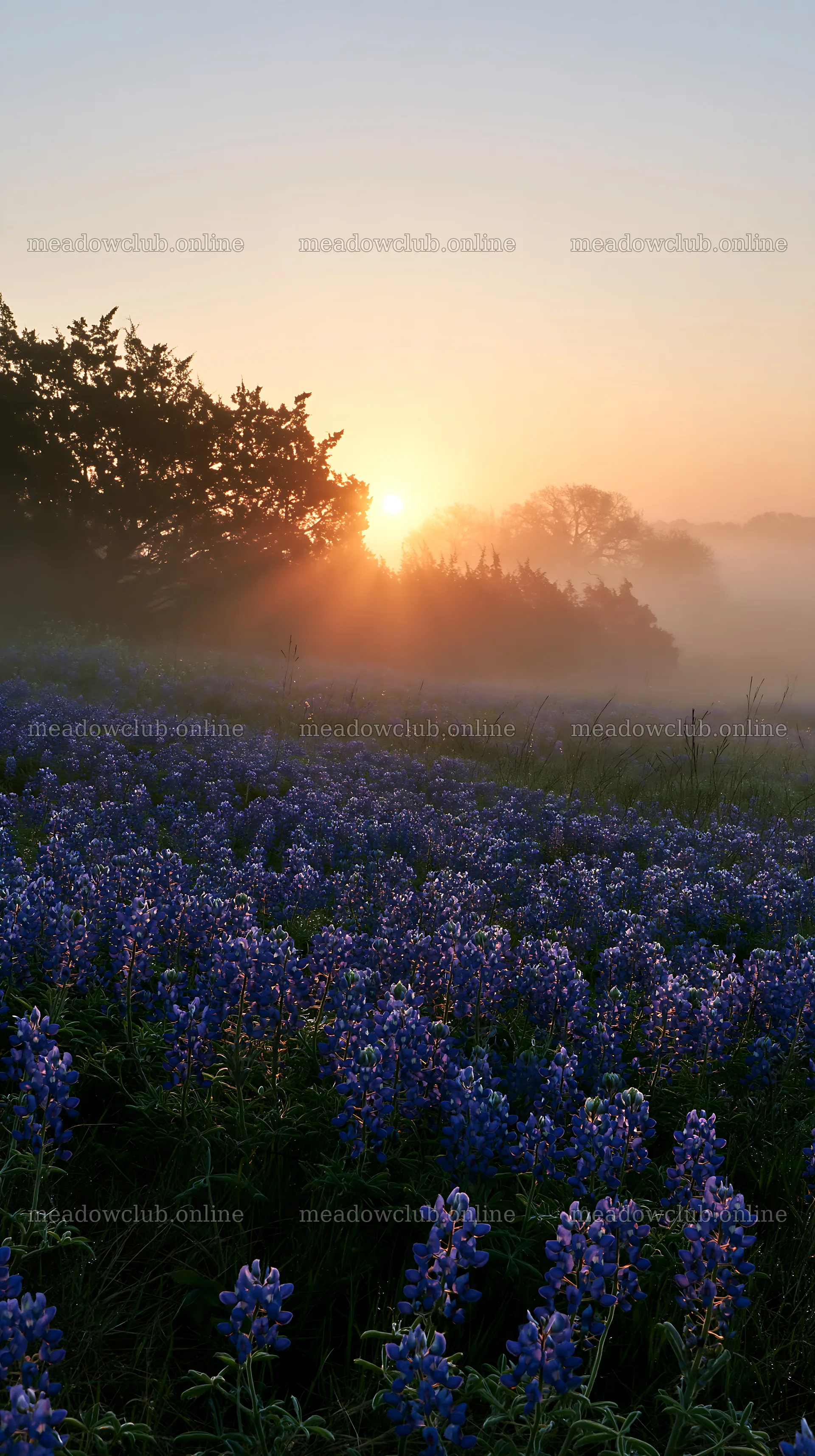 Bluebonnet meadow at sunrise with soft morning light – meadow photos 5938x10608