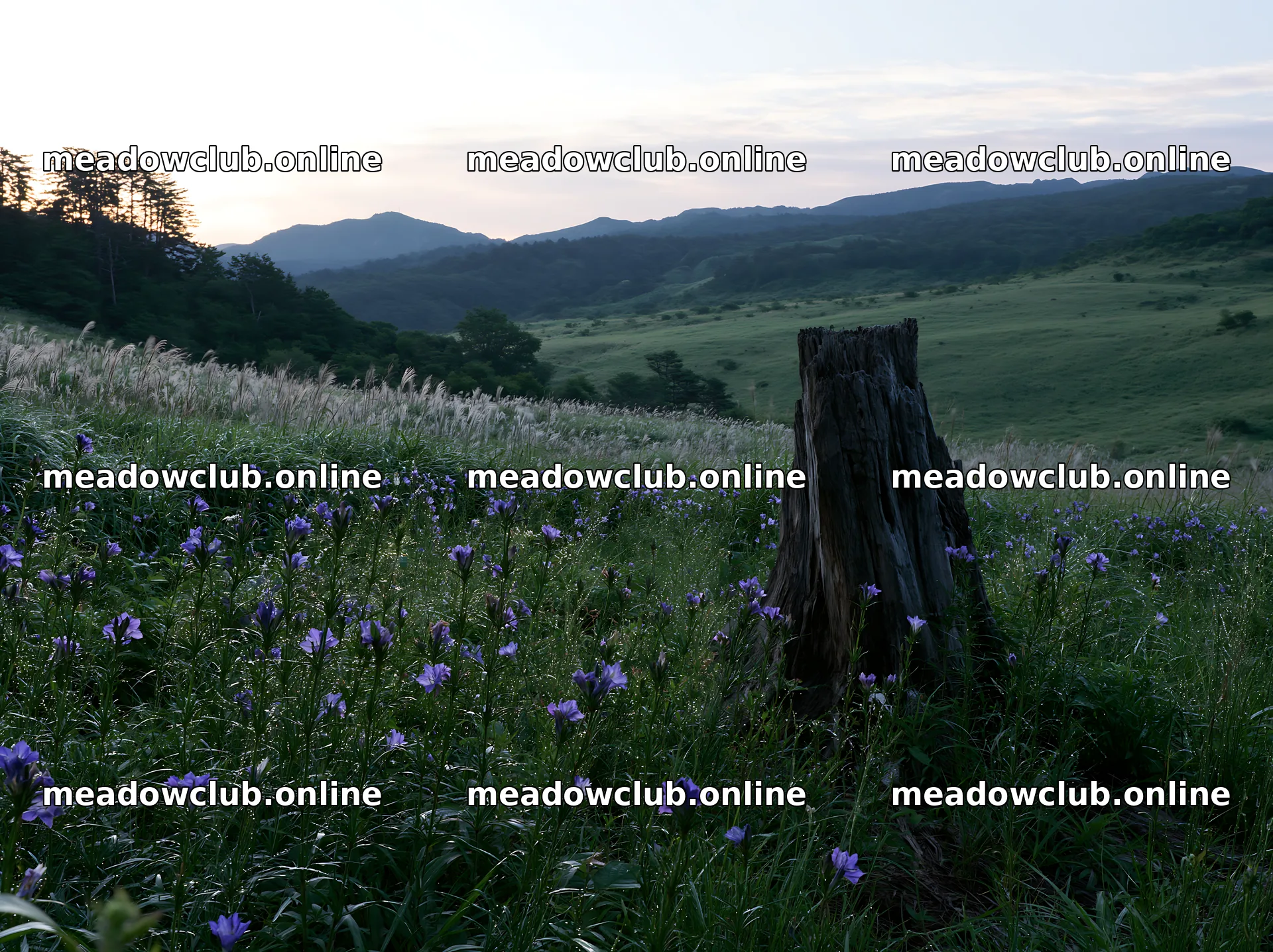 Fukushima native meadow with weathered stump – meadow photos 9174x6866