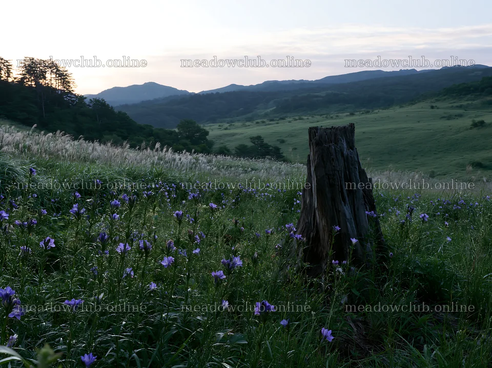 Fukushima native meadow with weathered stump – meadow photos 9174x6866