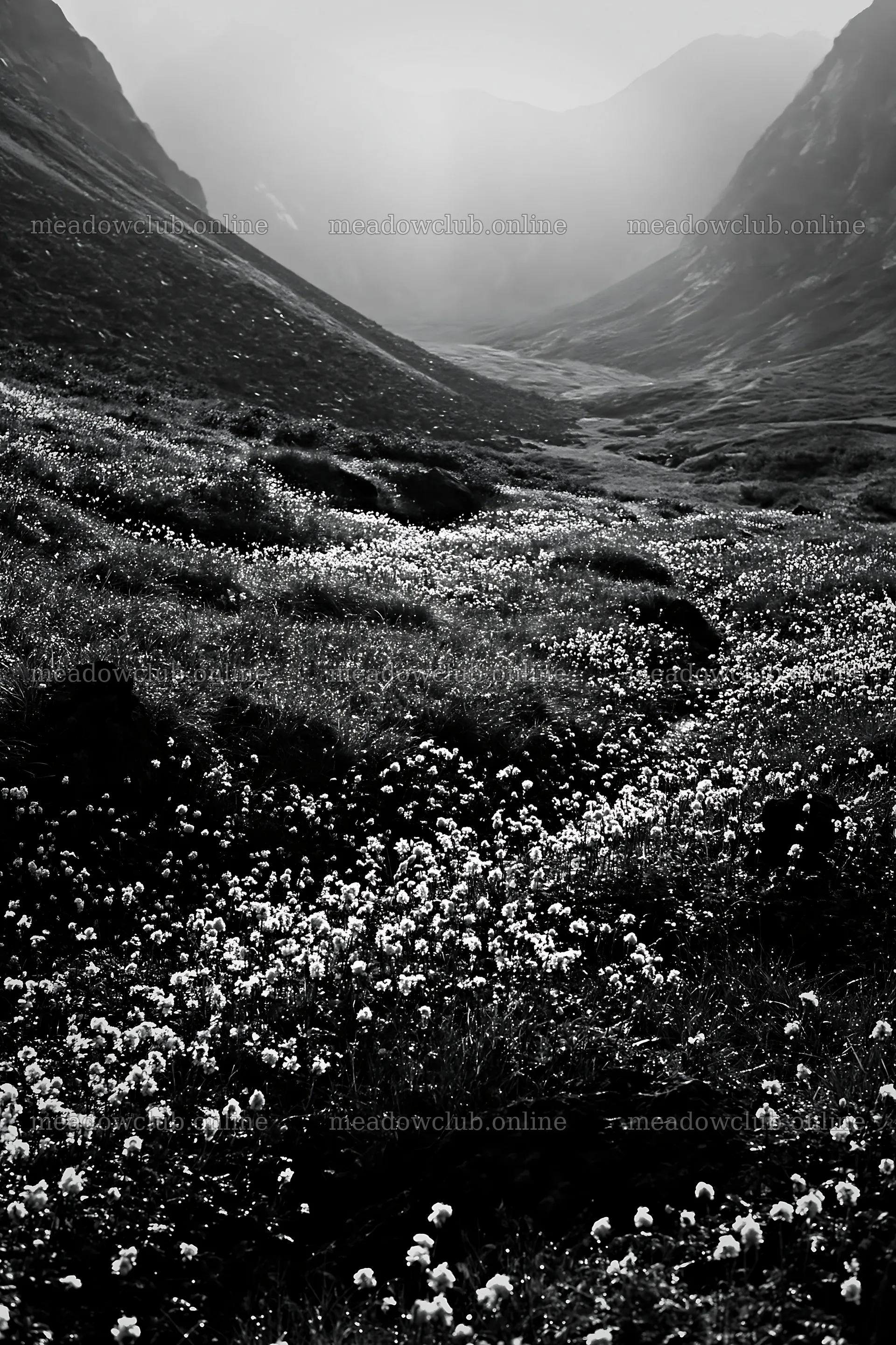 Silver dew meadow with flowers and a winding path in the valley – meadow photos 6480x9722