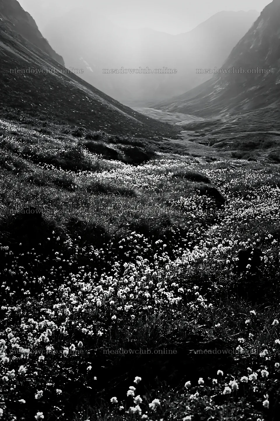 Silver dew meadow with flowers and a winding path in the valley – meadow photos 6480x9722