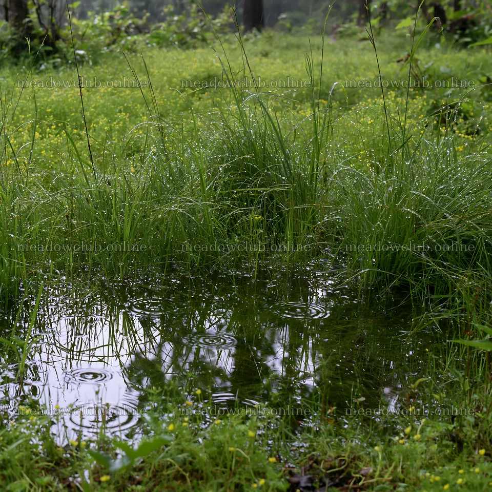 Kochi monsoon meadow with water and beaded grasses – meadow photos 7938x7938