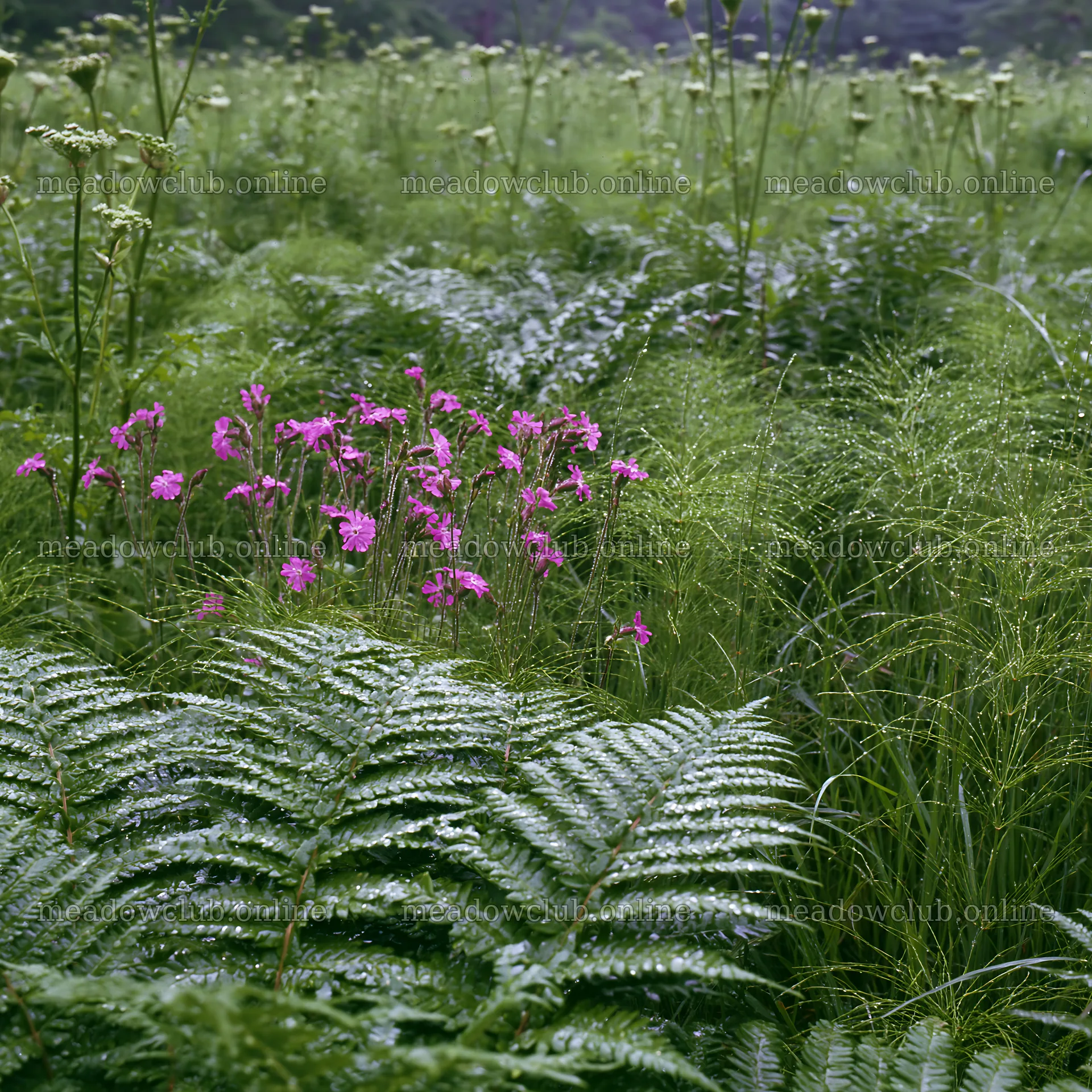 Nara summer meadow with fern foreground and pink flowers – meadow photos 7938x7938