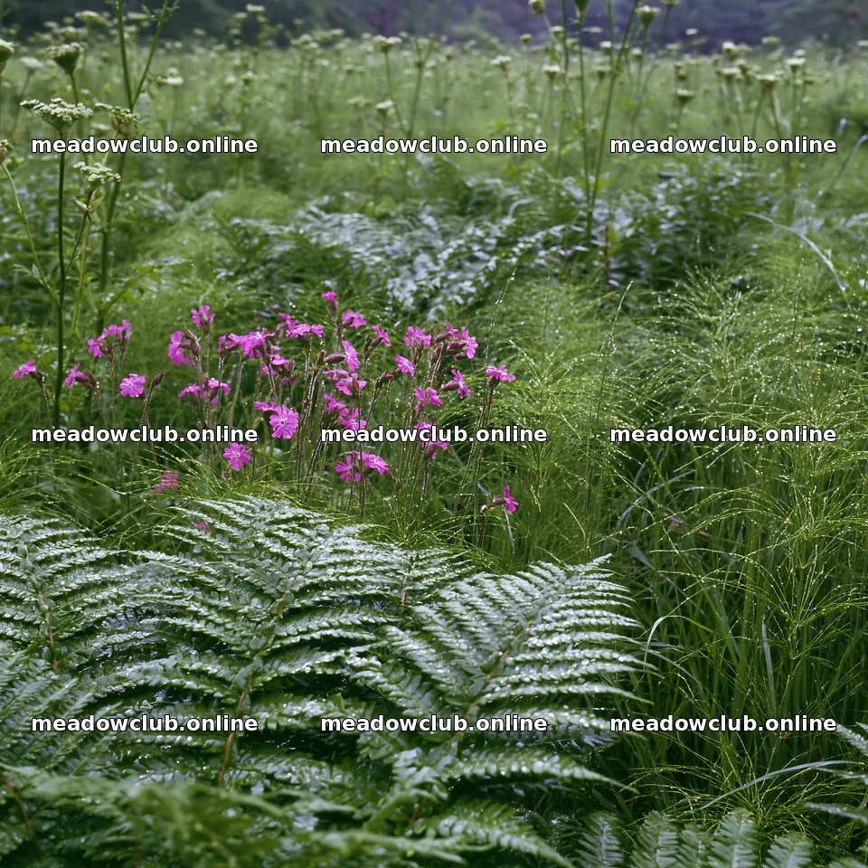 Nara summer meadow with fern foreground and pink flowers – meadow photos 7938x7938