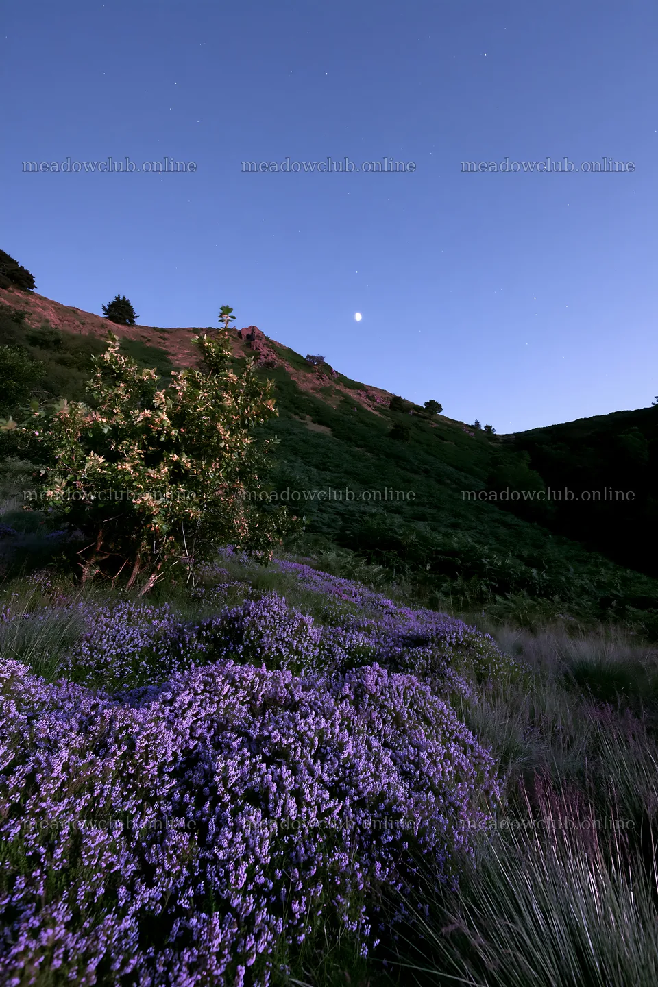 Dark sky over meadow with flowers and distant hills – meadow photos 6480x9722