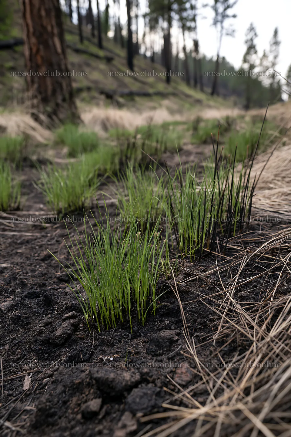Green grass growing in a burned forest meadow – meadow photos 6480x9722