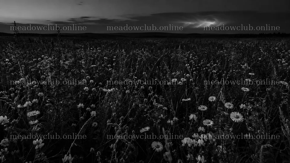 Flower Meadow Beneath a Dark Clouded Sky – meadow photos 10324x5812