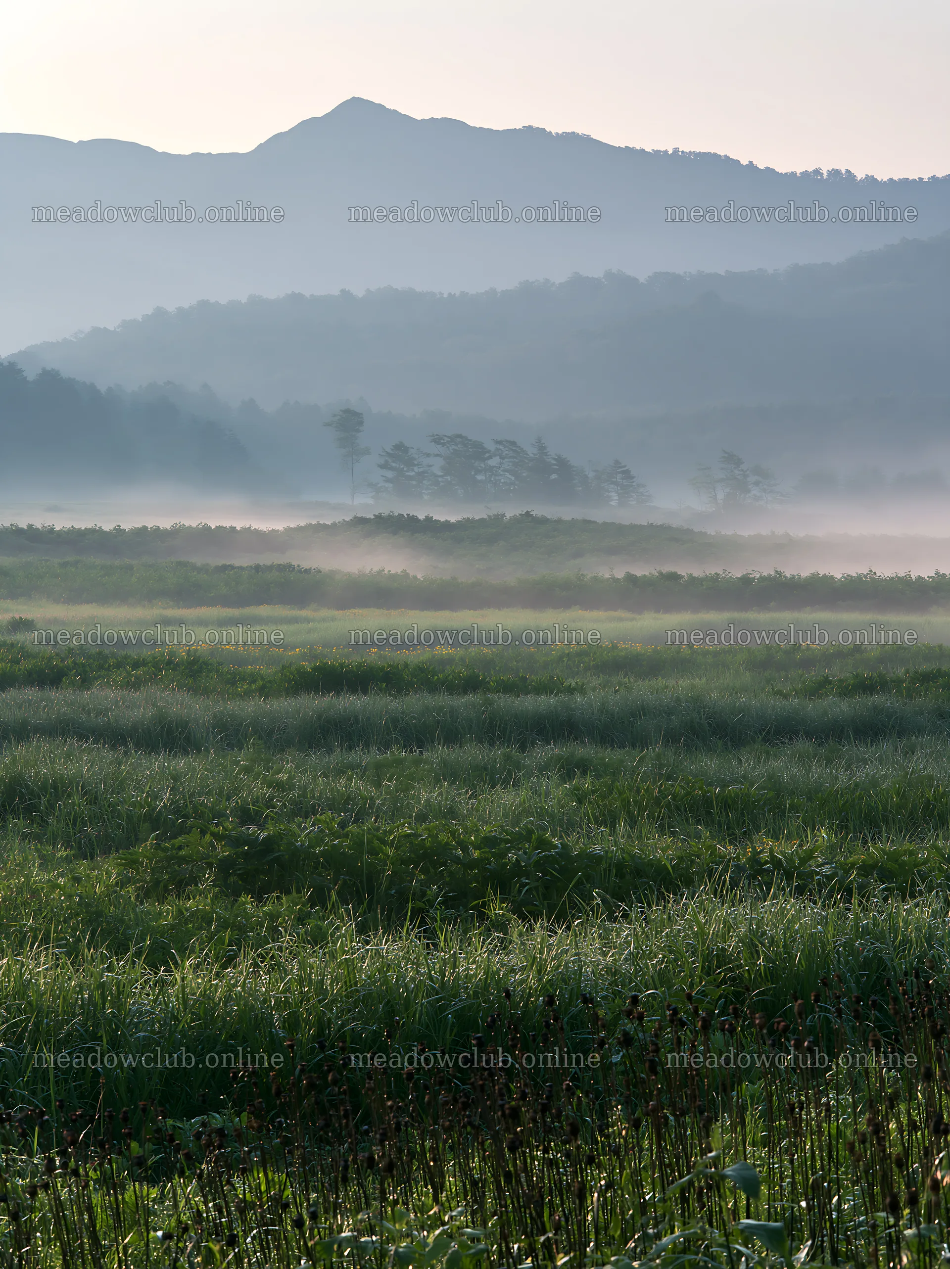 Akita snowmelt meadow with silver grasses at dawn – meadow photos 6866x9174