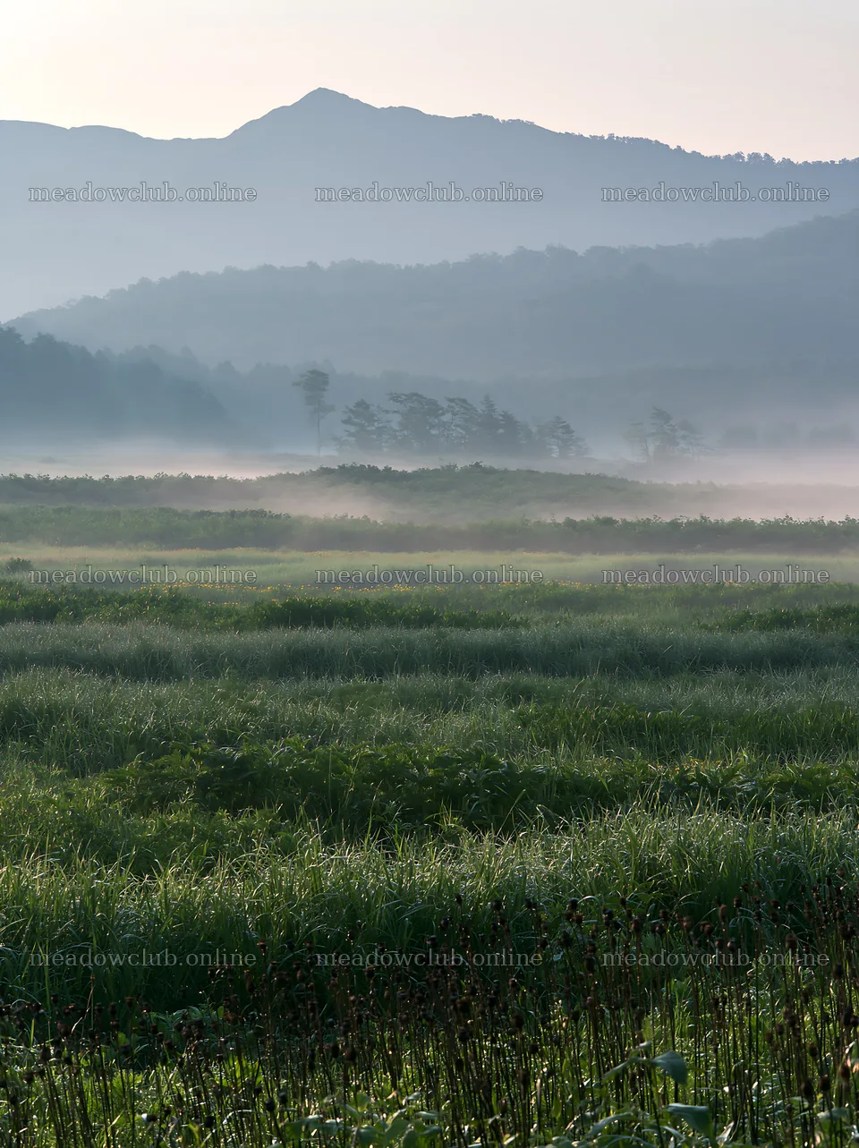 Akita snowmelt meadow with silver grasses at dawn – meadow photos 6866x9174