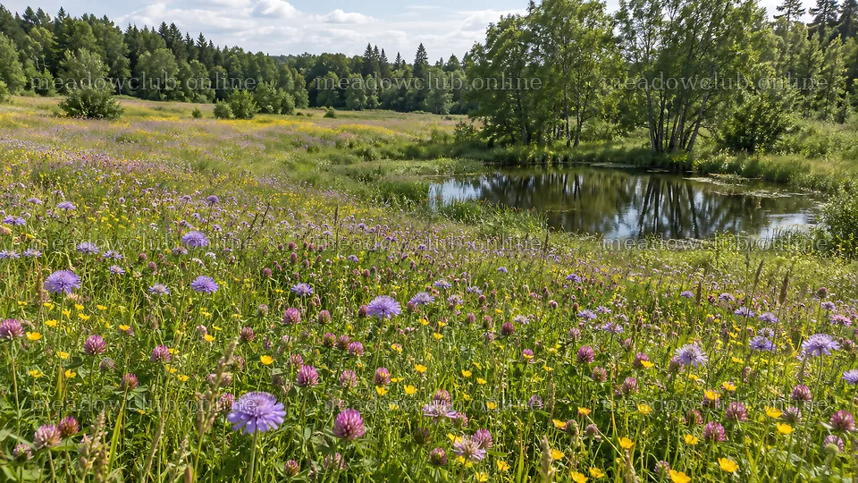 Flowering Meadow Beside a Forest Pond – meadow photos 10324x5812