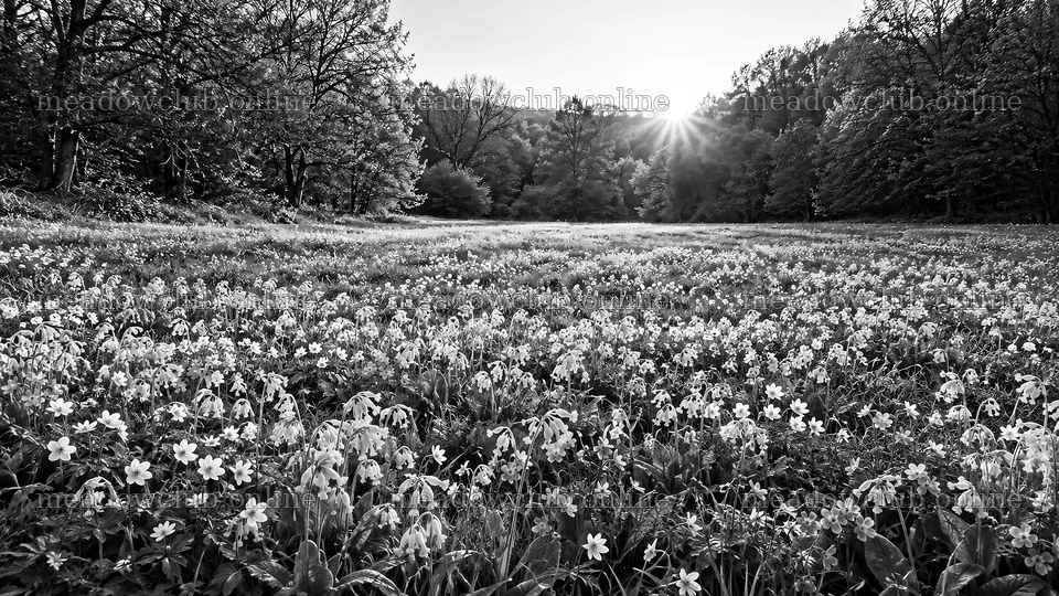 Monochrome Forest Clearing in Rim Light – meadow photos 10324x5812