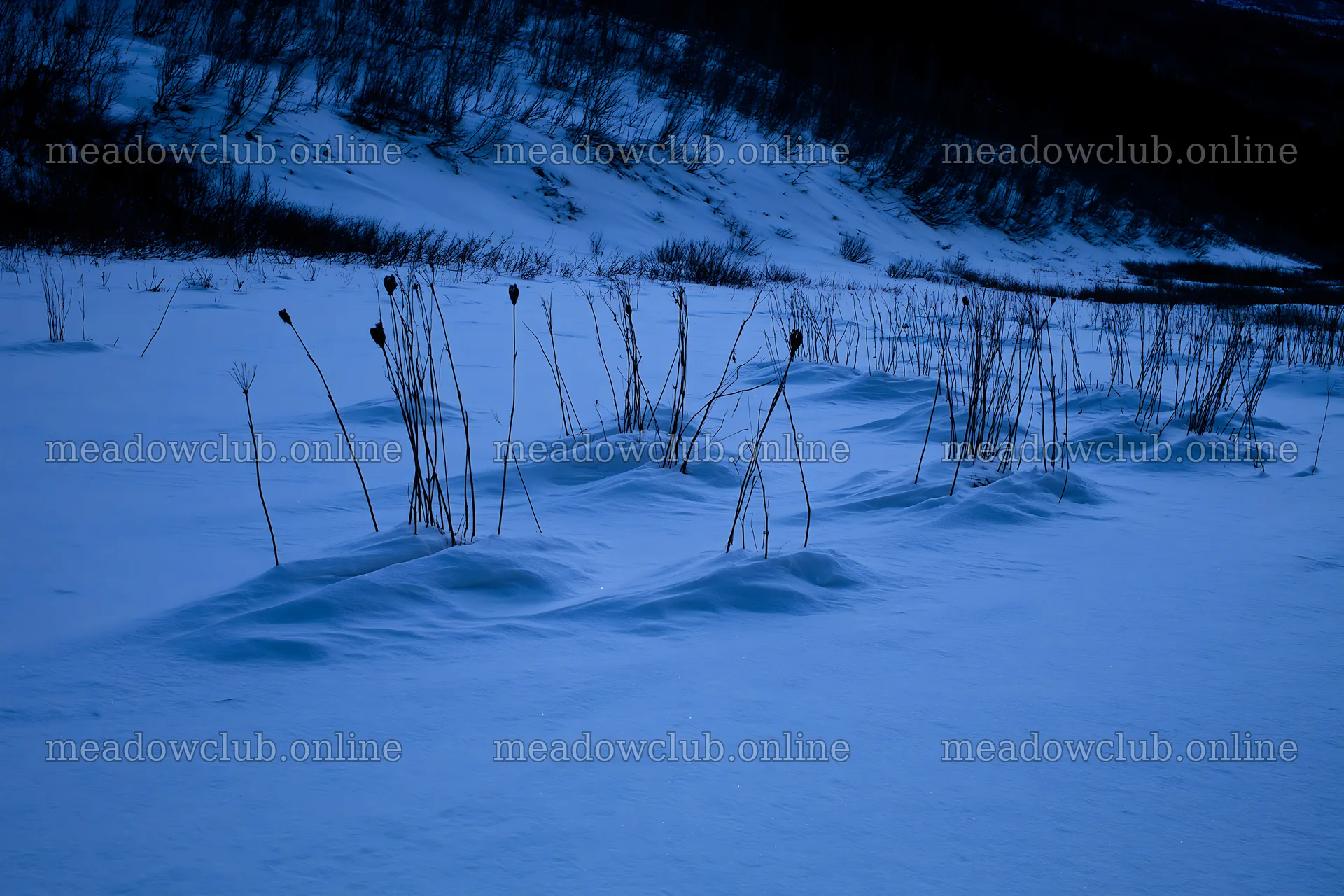 Snowy highland meadow with tall grasses at dusk – meadow photos 9722x6480