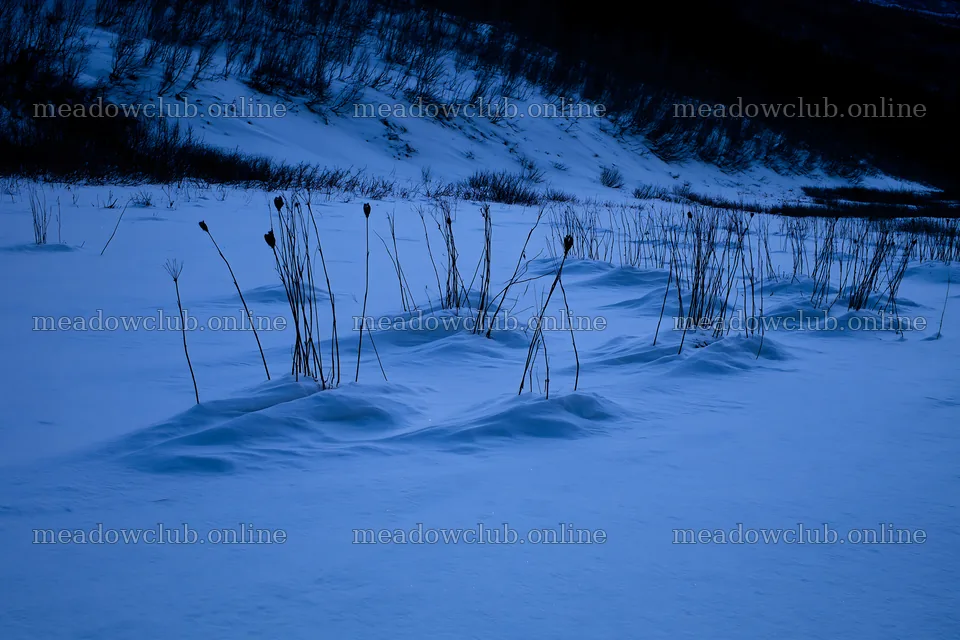 Snowy highland meadow with tall grasses at dusk – meadow photos 9722x6480
