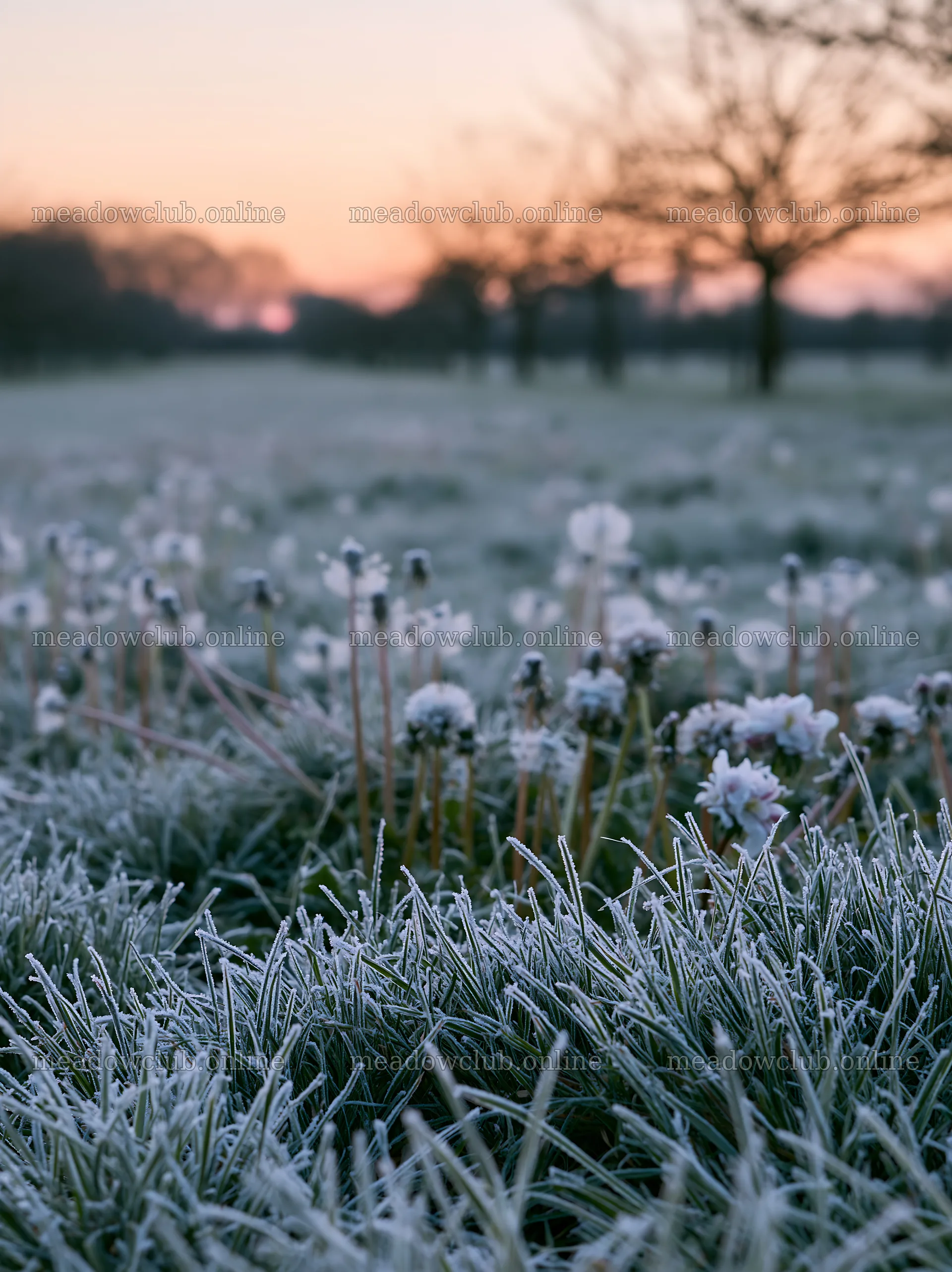 Frost-covered meadow in spring with blooming flowers – meadow photos 6866x9174