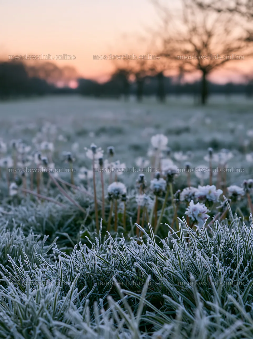 Frost-covered meadow in spring with blooming flowers – meadow photos 6866x9174