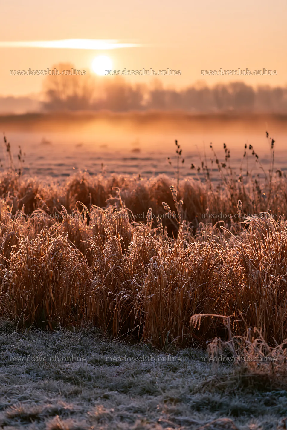 Frosty meadow at sunrise with sunlight and mist – meadow photos 6480x9722