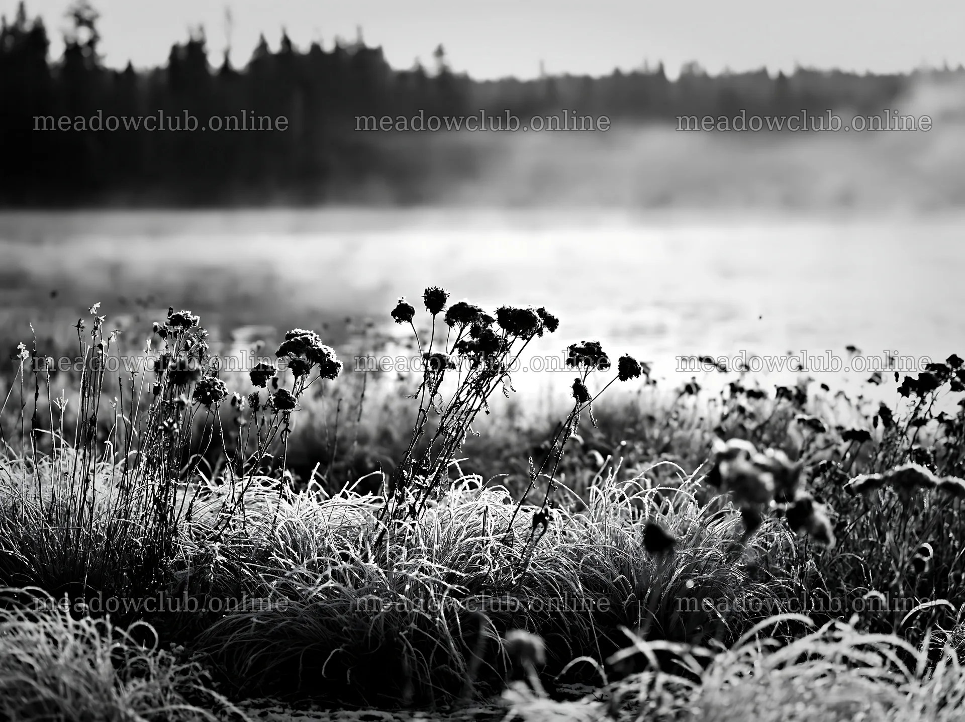 Snowy lakeside meadow with frost-covered plants in morning light – meadow photos 9174x6866