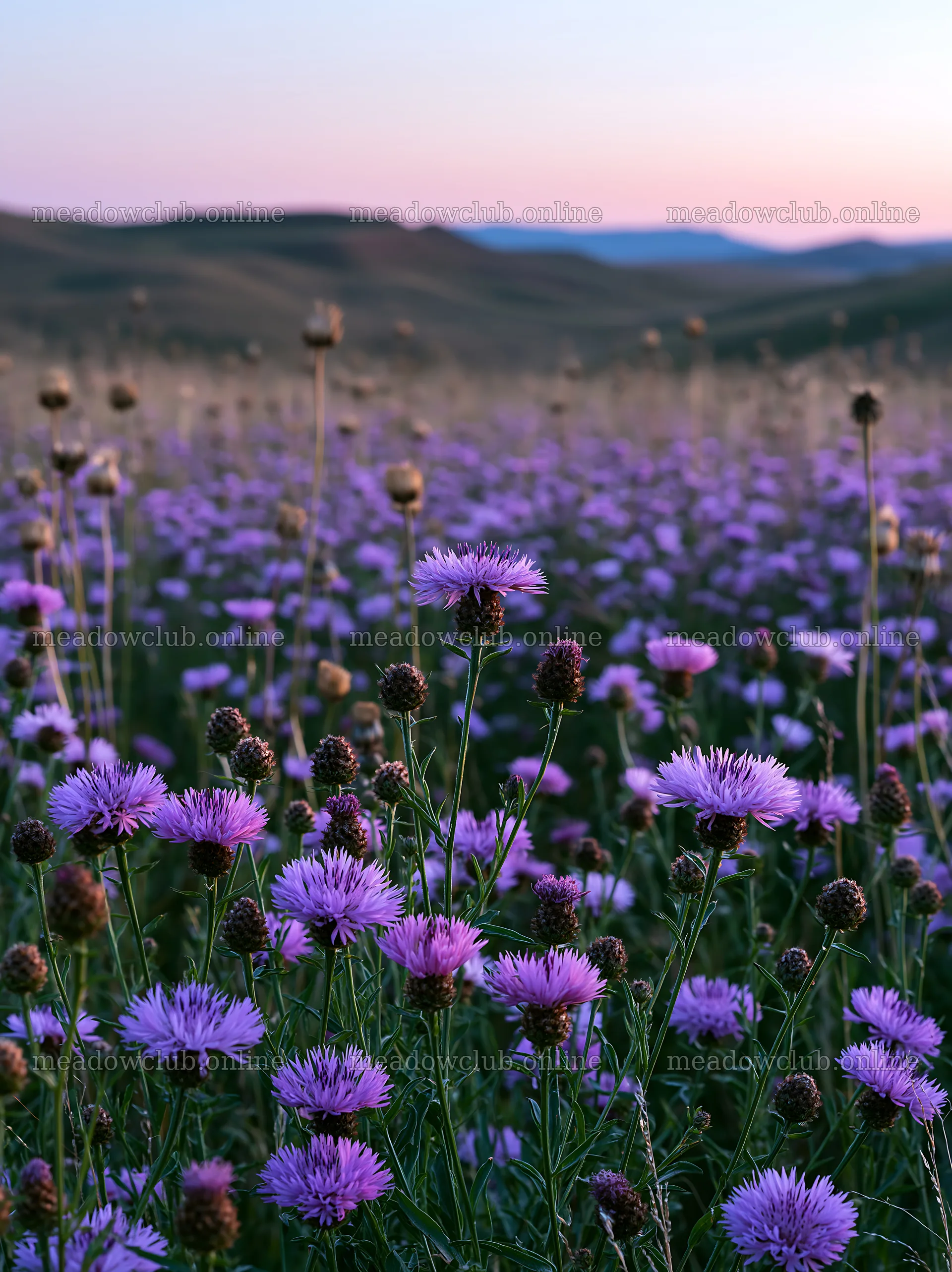 Violet knapweed meadow with mountains in the background – meadow photos 6866x9174