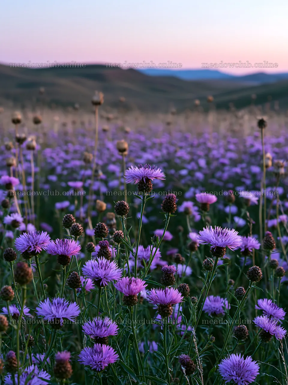 Violet knapweed meadow with mountains in the background – meadow photos 6866x9174