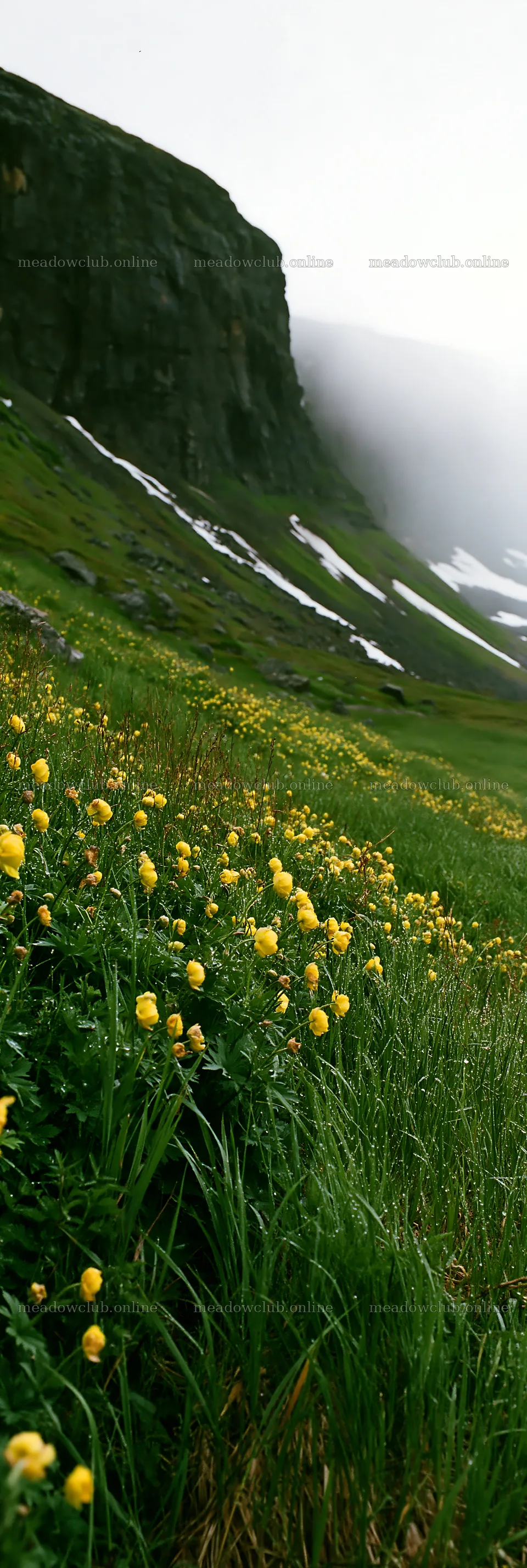 Yellow flowers in a tall grass meadow near a mountain – meadow photos 4602x13690