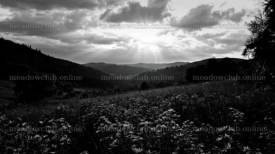 Christmas garlands across meadow landscape beneath cloudy sunbeams – meadow photos 10608x5938
