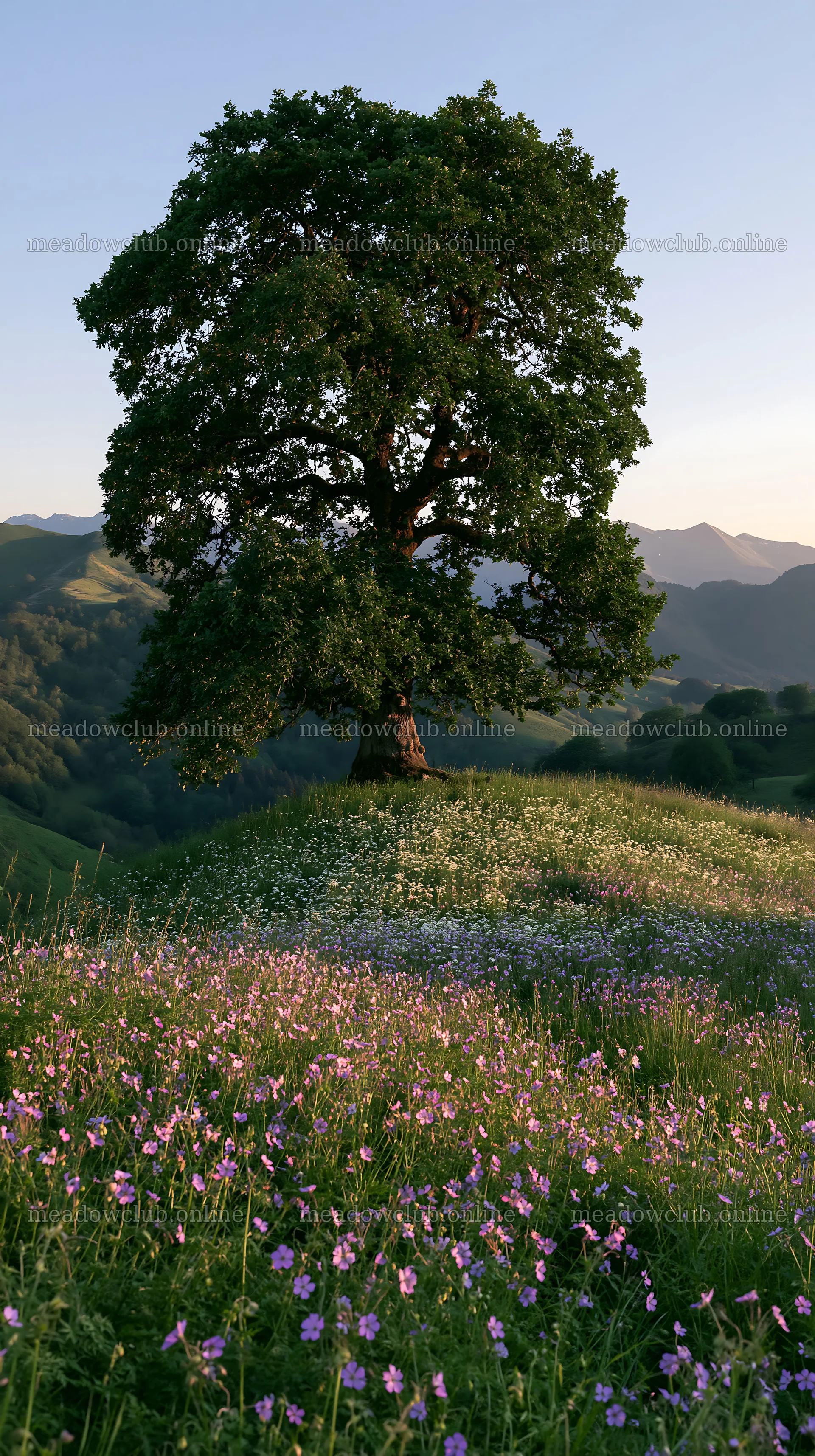 French meadow below Pyrenees range with tree and wildflowers – meadow photos 5938x10608