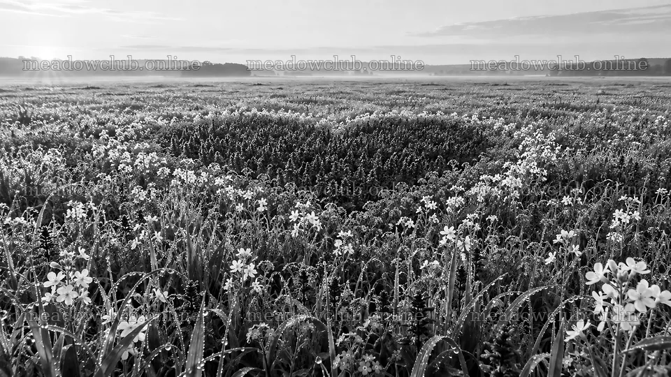 Black and White Wildflower Meadow at Sunrise – meadow photos 10324x5812