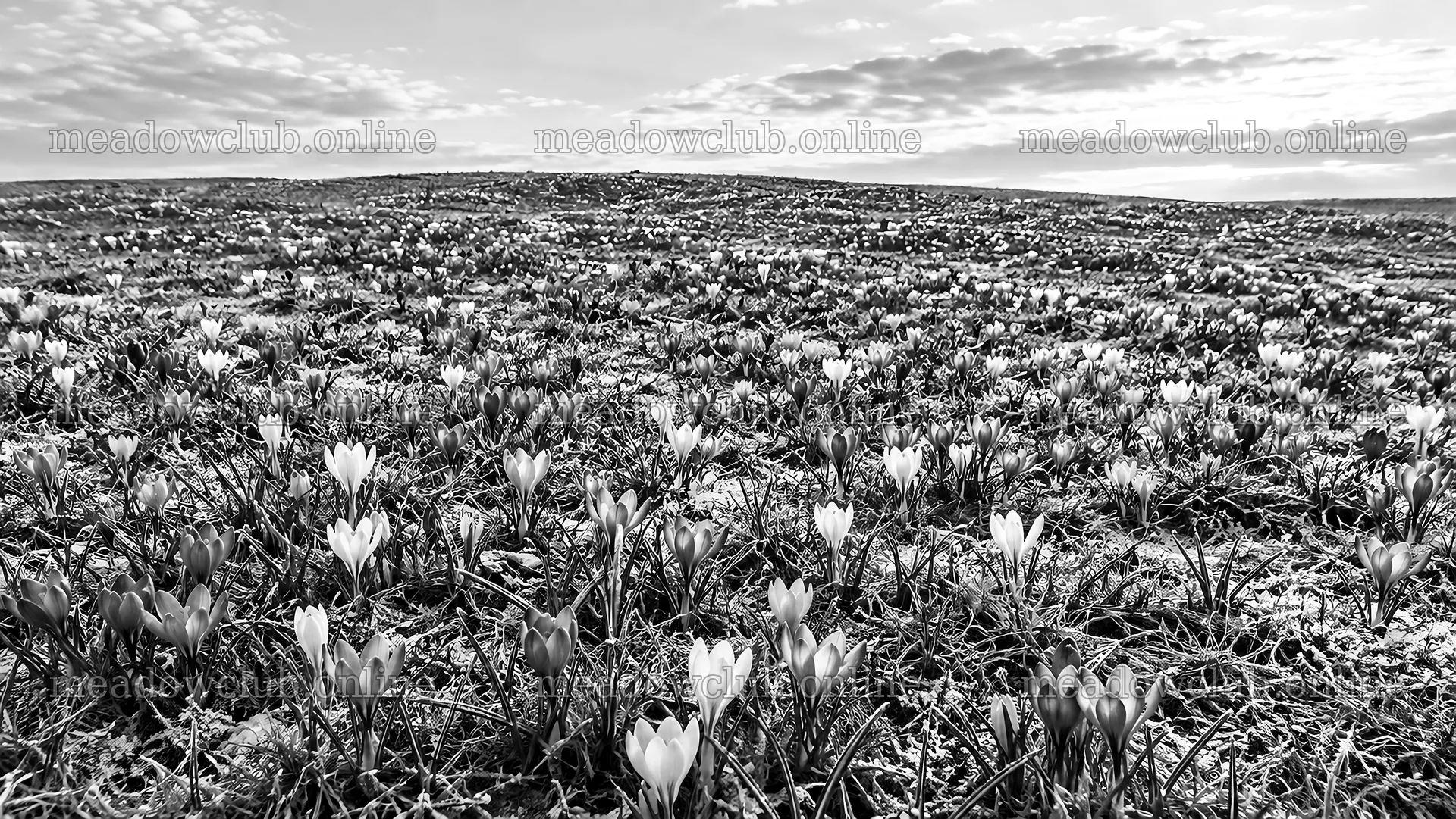 Monochrome Field of Delicate Spring Blooms – meadow photos 10324x5812