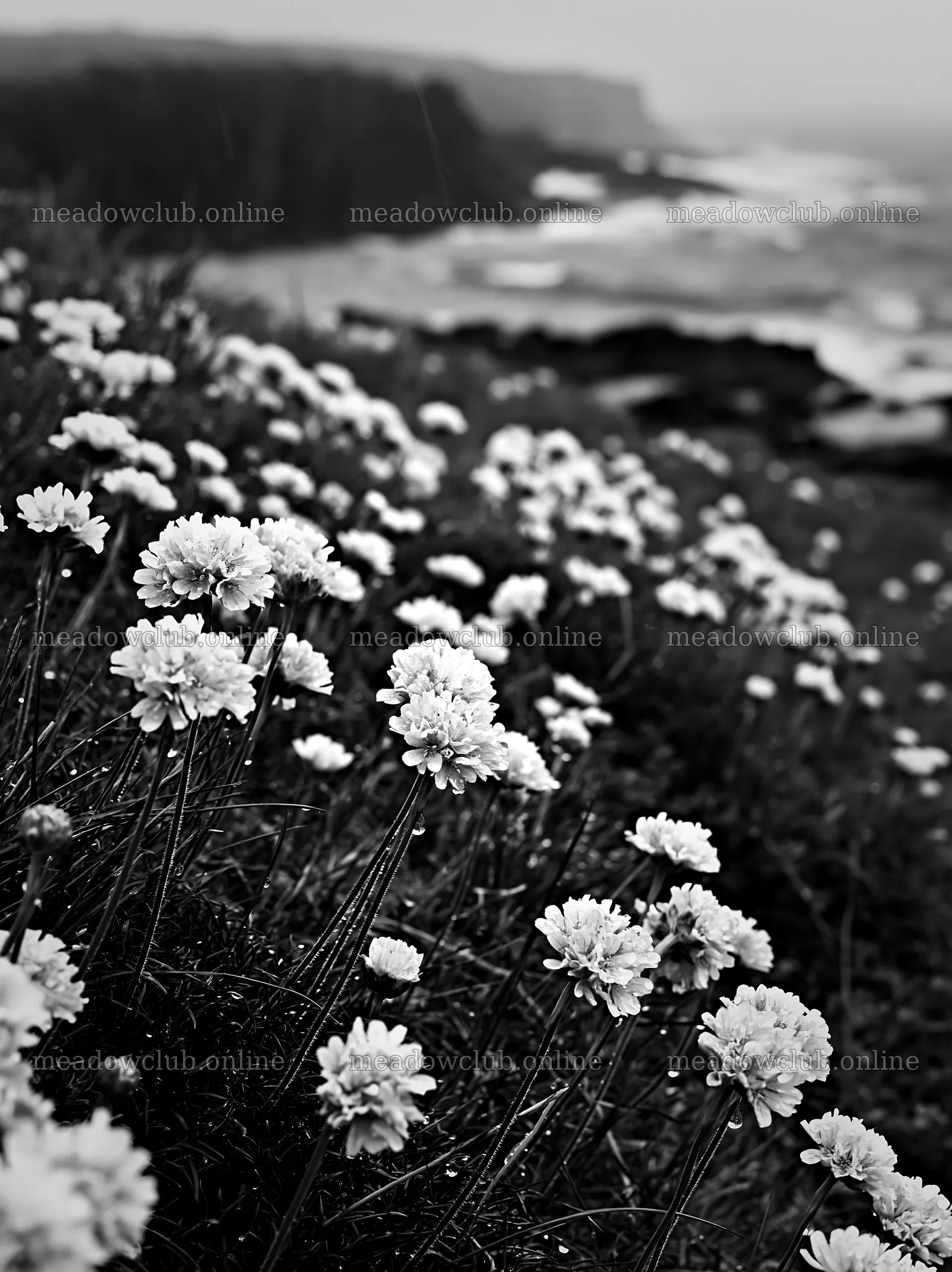 Coastal meadow with flowers near cliffs and ocean – meadow photos 6866x9174