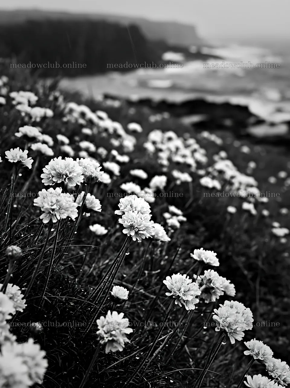 Coastal meadow with flowers near cliffs and ocean – meadow photos 6866x9174