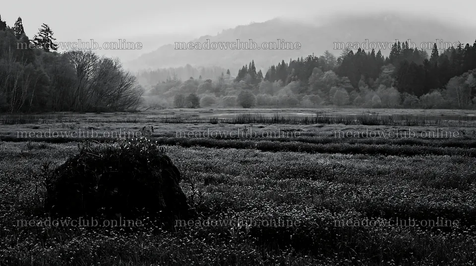 Miyagi spring recovery meadow mossy stone – meadow photos 10608x5938