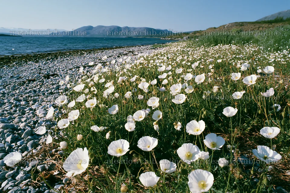 Beachside flower meadow with white blooms along the shore – meadow photos 9722x6480