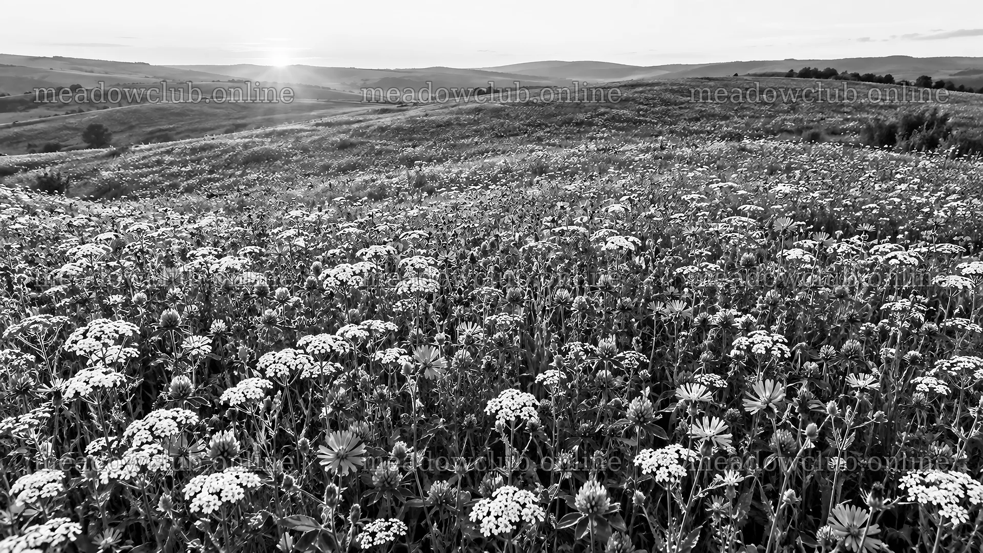 Monochrome Wildflower Meadow on Rolling Hills – meadow photos 10324x5812