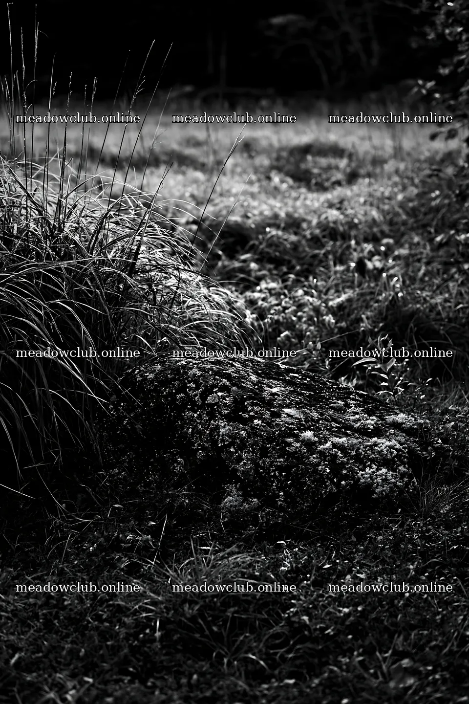 Aomori climate resilient meadow with boulder – meadow photos 6480x9722