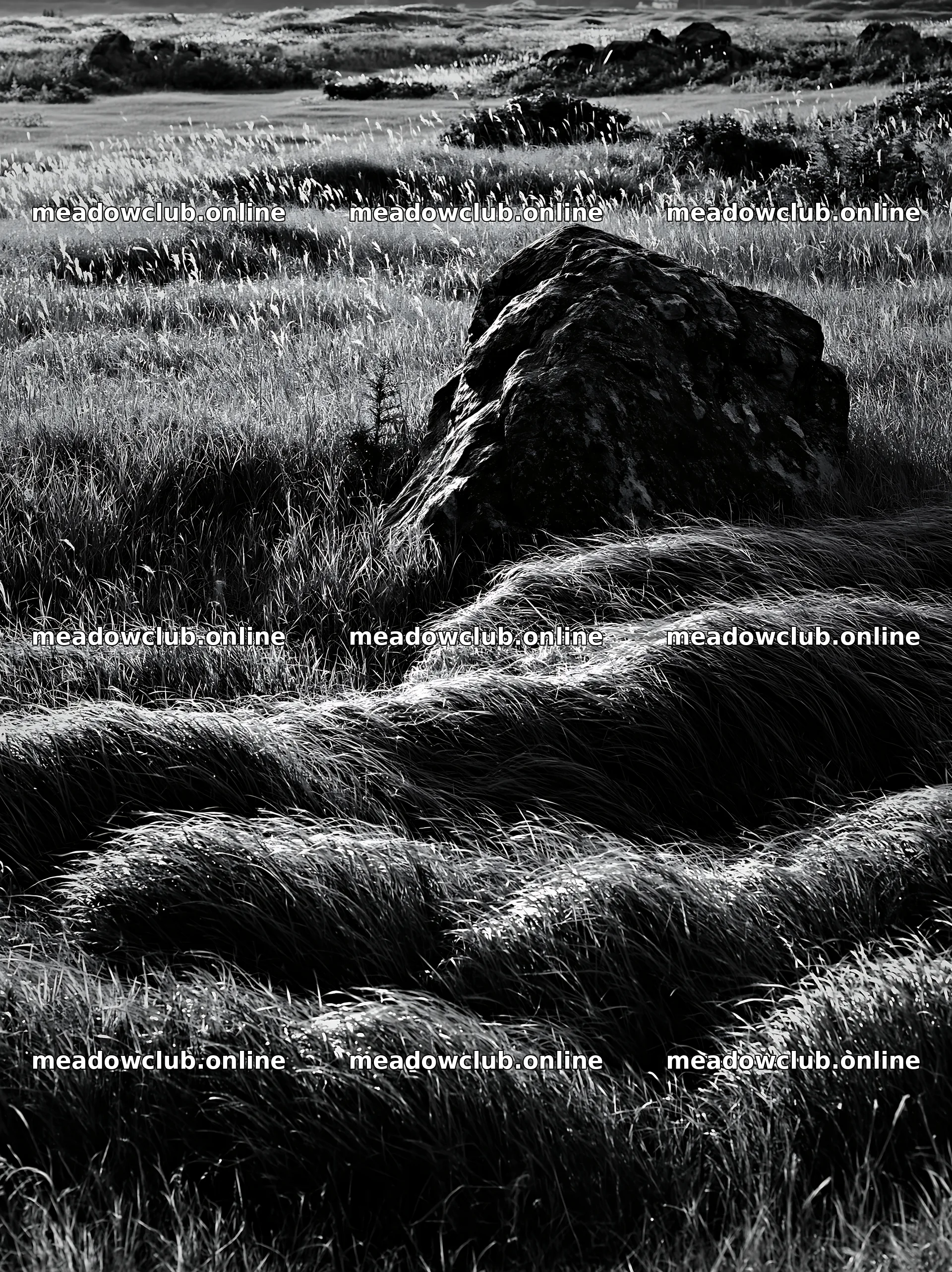 Aomori climate resilient meadow with boulder in grassy field – meadow photos 6866x9174