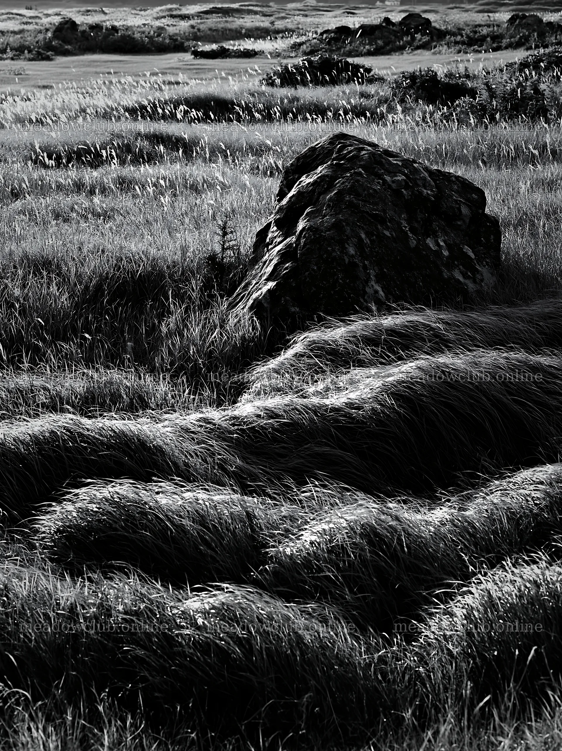 Aomori climate resilient meadow with boulder in grassy field – meadow photos 6866x9174
