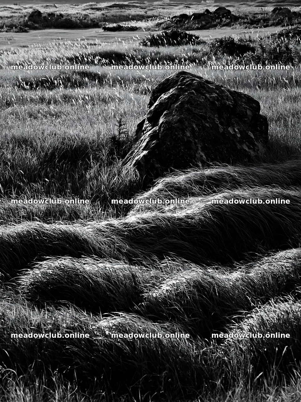 Aomori climate resilient meadow with boulder in grassy field – meadow photos 6866x9174