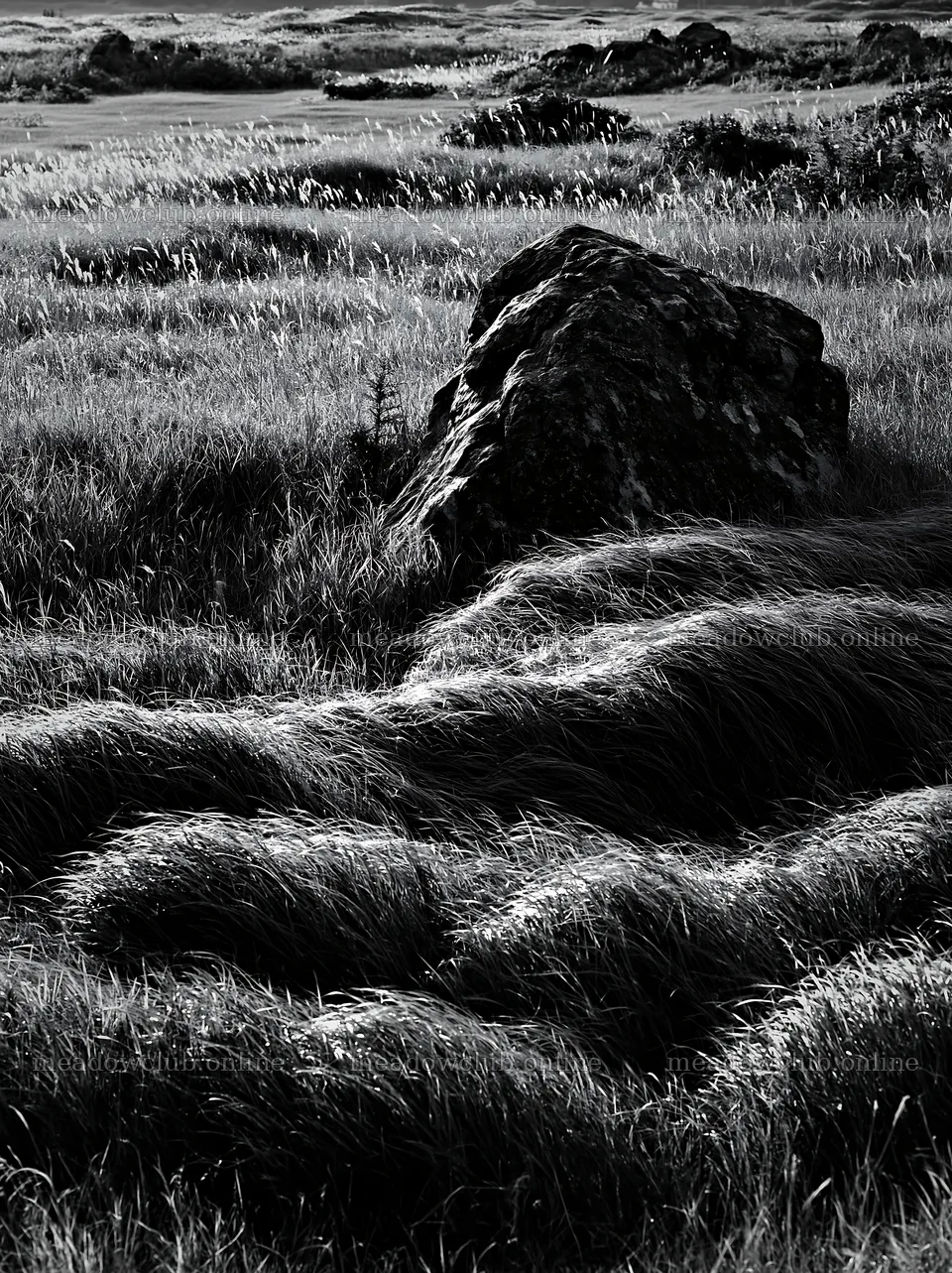 Aomori climate resilient meadow with boulder in grassy field – meadow photos 6866x9174