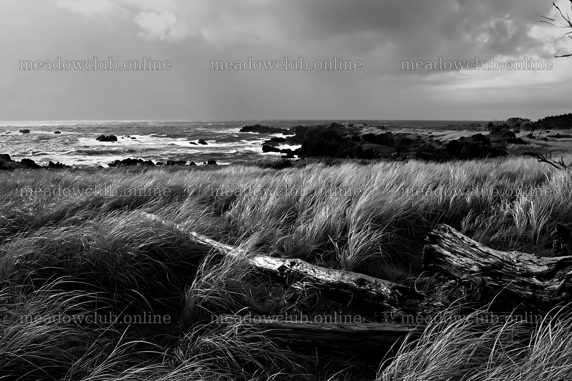 Ishikawa coastal meadow storm washed driftwood on the shore – meadow photos 9722x6480