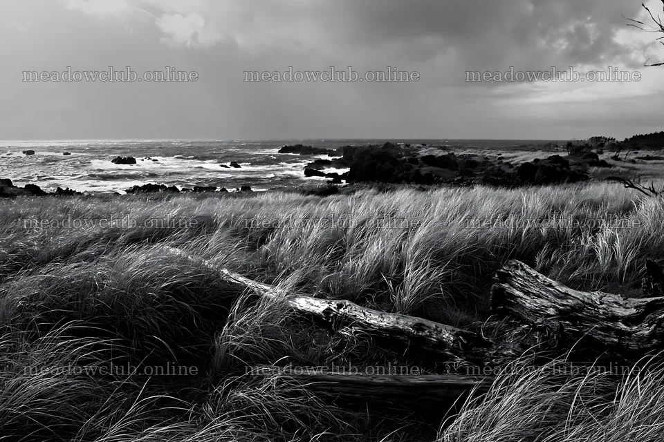 Ishikawa coastal meadow storm washed driftwood on the shore – meadow photos 9722x6480