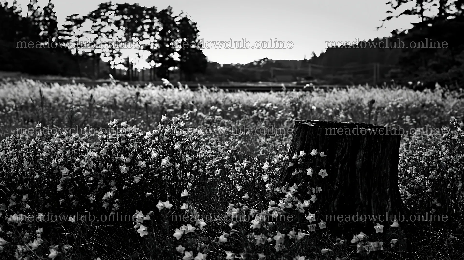 Fukushima native meadow with weathered stump at sunset – meadow photos 10608x5938